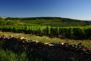 Vignoble de la Côte Chalonnaise entre Montagny-les-Buxy et Buxy