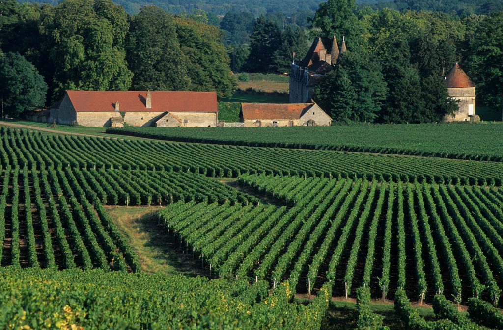 Buxy : vignoble
